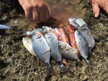 High angle view of cropped hands by fish for sale