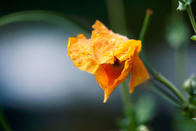 Close-up of orange flower