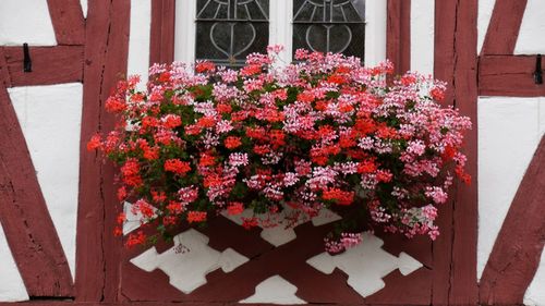 Close-up of geranium flowering plant on building