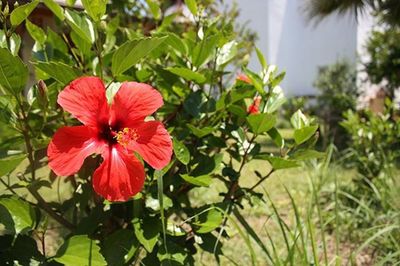 Close-up of hibiscus flower