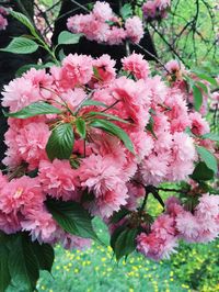 Close-up of pink flowers