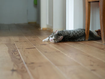 Cat lying on floor at home