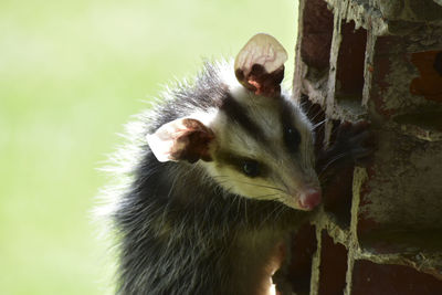 Close-up of an animal