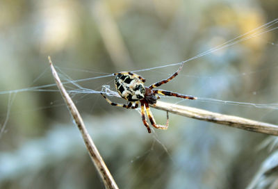 Close-up of spider on web