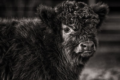 Close-up portrait of a horse