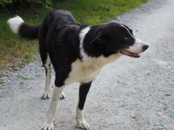 High angle view of dog looking away