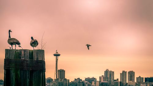 Seagulls perching on a building