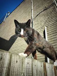 High angle view of cat sitting on wooden wall