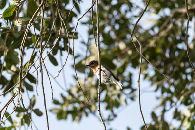 Bird perching on a tree