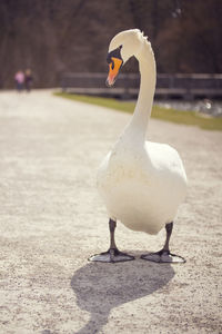 Close-up of swan