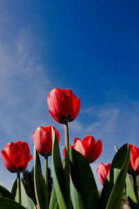 Close-up of red tulips against sky