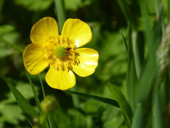 Close-up of yellow flowering plant