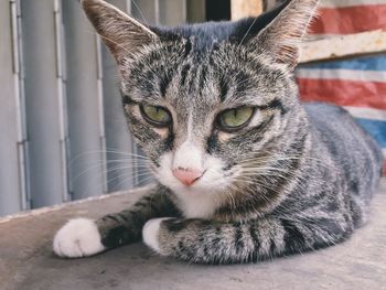 Close-up portrait of cat