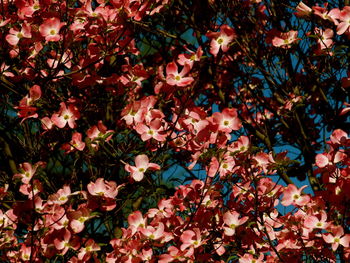 Full frame shot of flowering plants