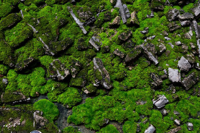High angle view of moss on rocks