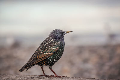 Close-up of bird perching on a rock