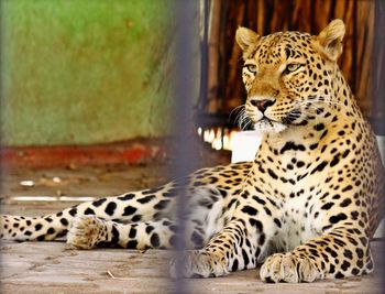 Tiger in a zoo