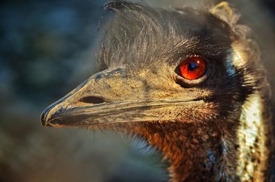 Close-up of a bird looking away