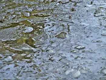 Trees in water