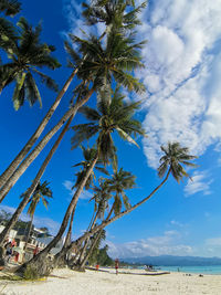Palm trees on beach against blue sky