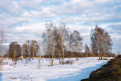 Trees on field against sky during winter