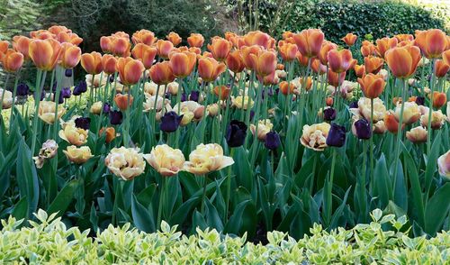 Close-up of tulips in field