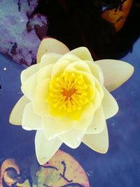 Close-up of white flower