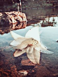 Close-up of dry leaf in water