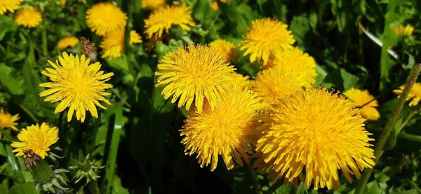 Close-up of yellow flowering plants on field