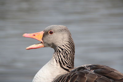 Close-up of duck