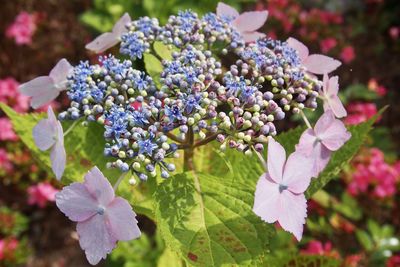 Close-up of purple flowering plants