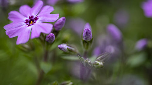 Close-up of purple flowering plant