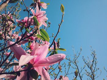 Low angle view of pink flowers blooming on tree