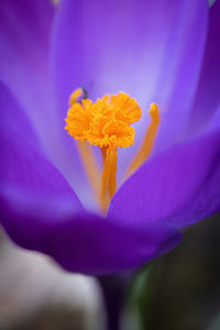 Close-up of purple flower