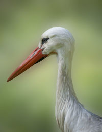 Close-up of bird