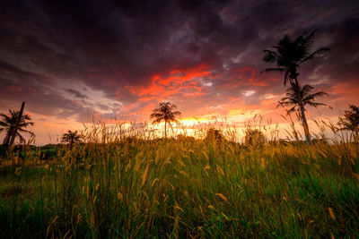 Plants growing on land against sky during sunset