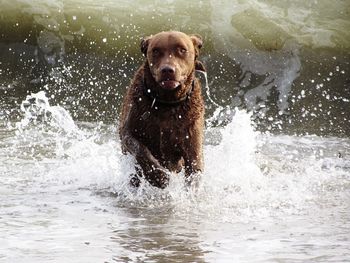 Dog running in water