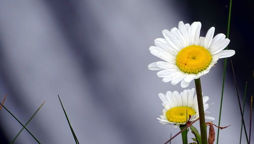 Close-up of white daisy