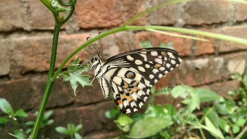 Close-up of butterfly perching on plant