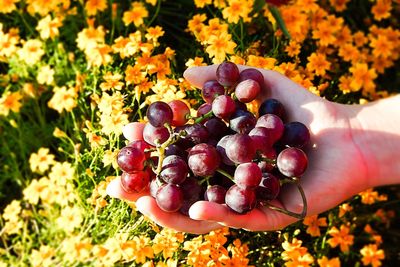 Close-up of hand holding fruits