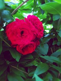 Close-up of pink rose flower