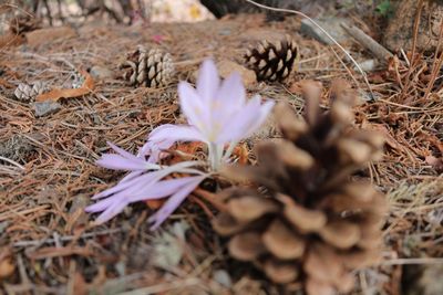Close-up of flowers