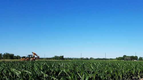 Scenic view of agricultural field against clear blue sky