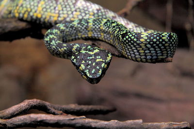 Close-up of lizard on a tree