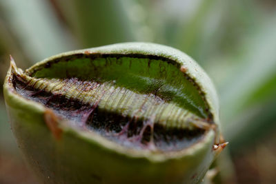 Close-up of lemon growing on plant