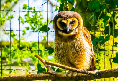 Close-up portrait of a bird on branch