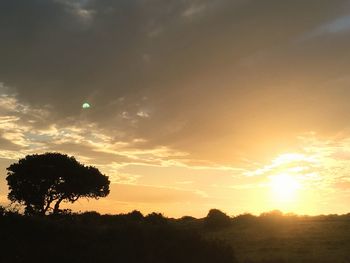 Silhouette trees against sky during sunset