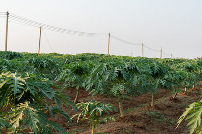 Crops growing on field against sky