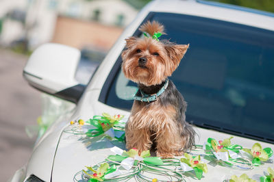 Tilt shot of yorkshire terrier sitting on decorated wedding car hood