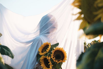 Unknown woman with sunflower bouquet covered with white fabric outdoors. natural beauty. rural